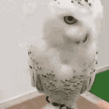 Snowy Owl